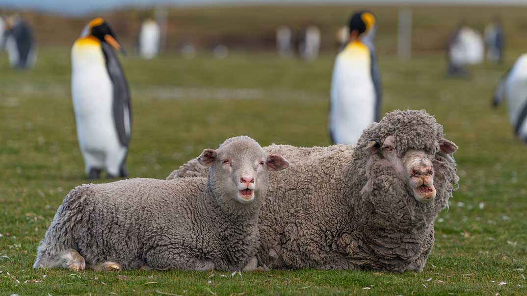 koenigspinguine-schafe-falkland-sh-pt