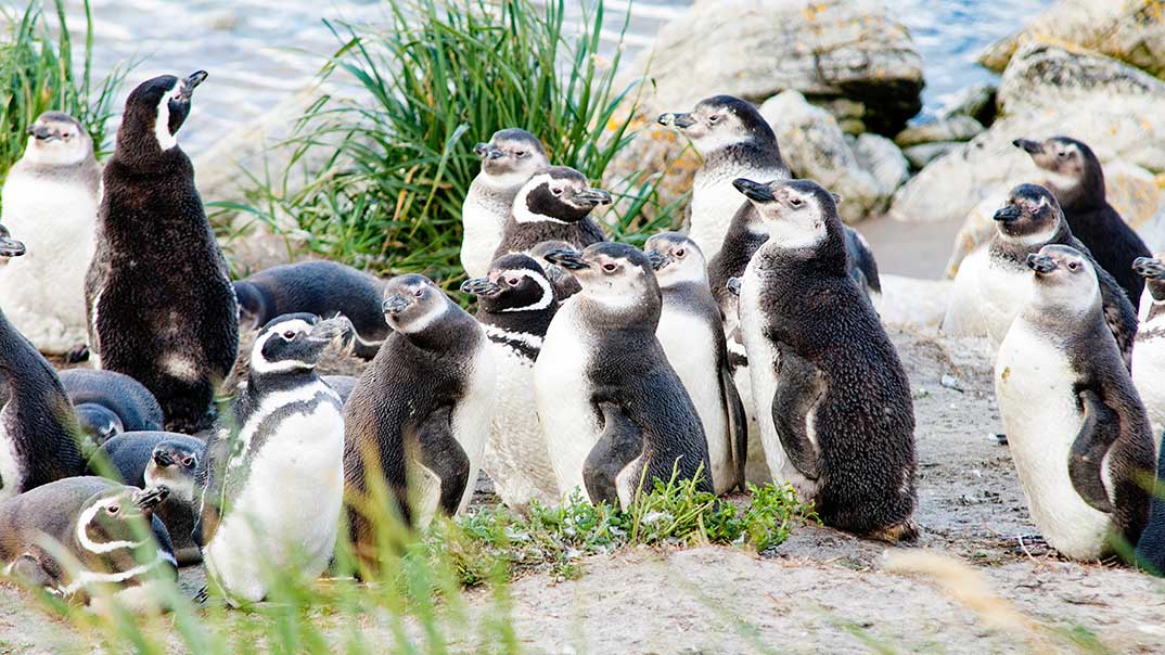 magellanpinguine-falkland-sh-pt
