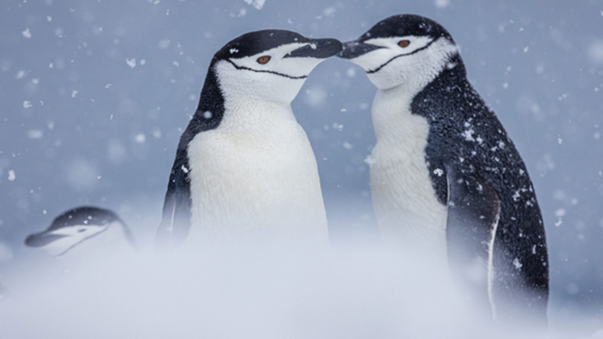 Poseidon-Expeditions_ZuegelPinguine_57