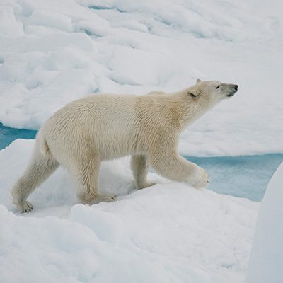 North-Pole-polar-bear-John-Bozinov-Poseidon-Expeditions